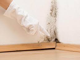 Best Environmental Consulting for Mold Prevention  in Woburn, MA